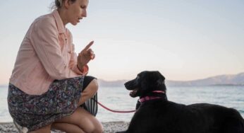 Come comunicare col cane per fargli capire chi è che comanda: istruzioni chiare e precise
