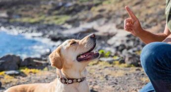 Come diventare leader agli occhi dei nostri cani: perché è importante riuscire nell’intento per la sua sopravvivenza