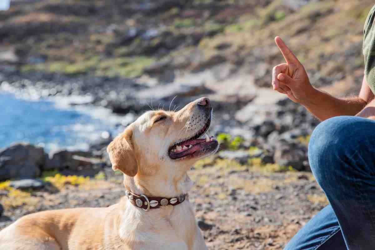 Cane obbedisce al padrone