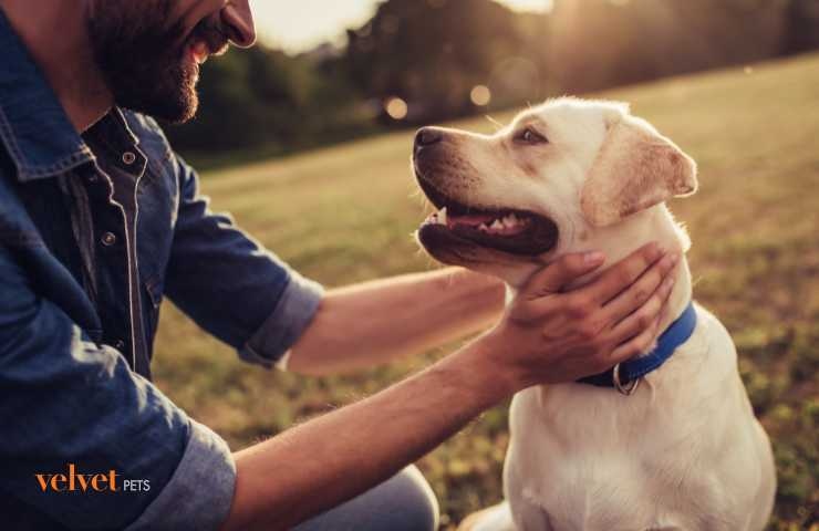 padrone accarezza il suo cane