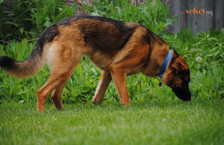 cane cerca tra l'erba