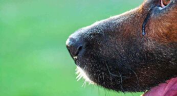 I cani piangono davvero quando sono emotivamente scossi? Cosa ha scoperto la scienza