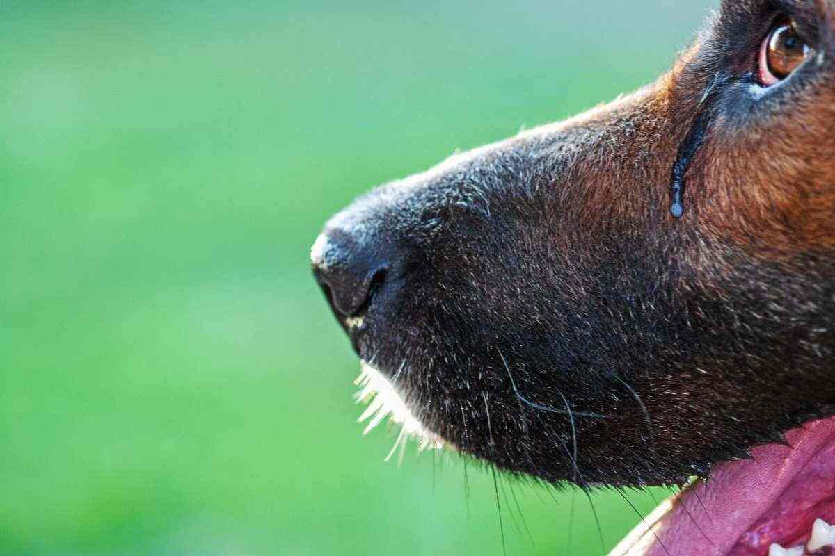 cane con lacrime agli occhi