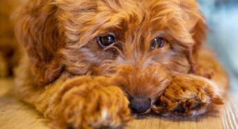 Hai sentito il cane piangere? Perché lo fa e come farlo smettere: intervieni in questo modo