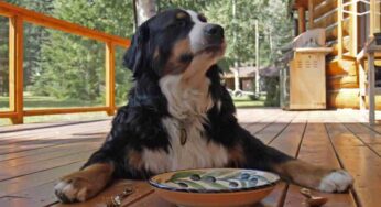 Dieta casalinga o croccantini e umido commerciale: qual è l’alimentazione migliore per il cane