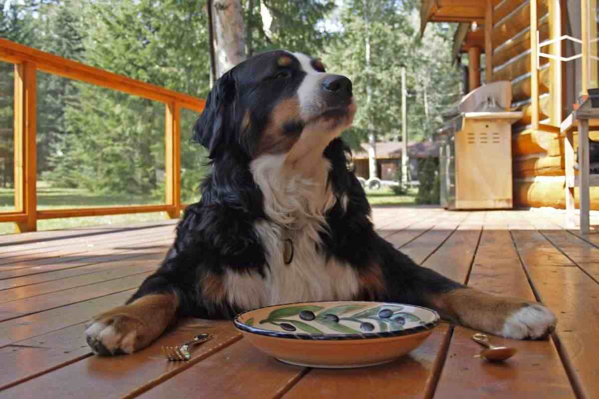 cane con piatto e posate davanti