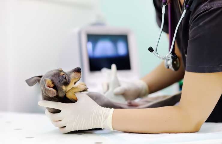 Cane molto piccolo nelle mani del veterinario