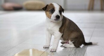 Addio bisognini del cane in casa in poche settimane: come insegnargli a farli solo in strada