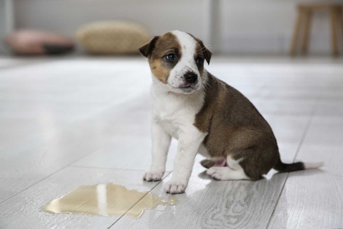 cane che ha fatto la pipì sul pavimento