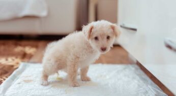 Non tutti i cani capiscono (subito) che la pipì va fatta sulla traversina: con questa strategia velocizzi il processo