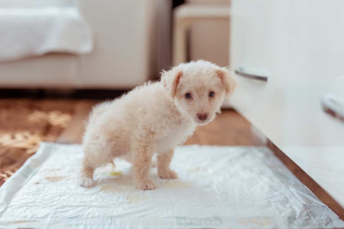 cane fa la pipì correttamente sulla traversina