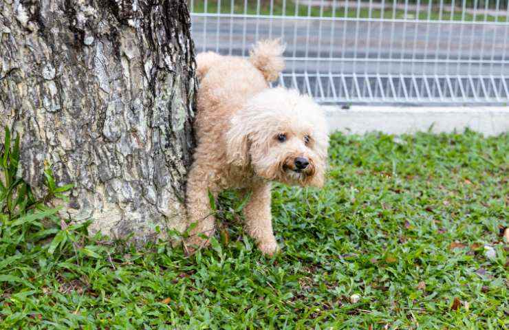 cane marca il territorio