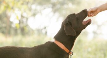 Il cane obbedisce solo se vede il premietto? Forse hai saltato questo passaggio nell’insegnamento
