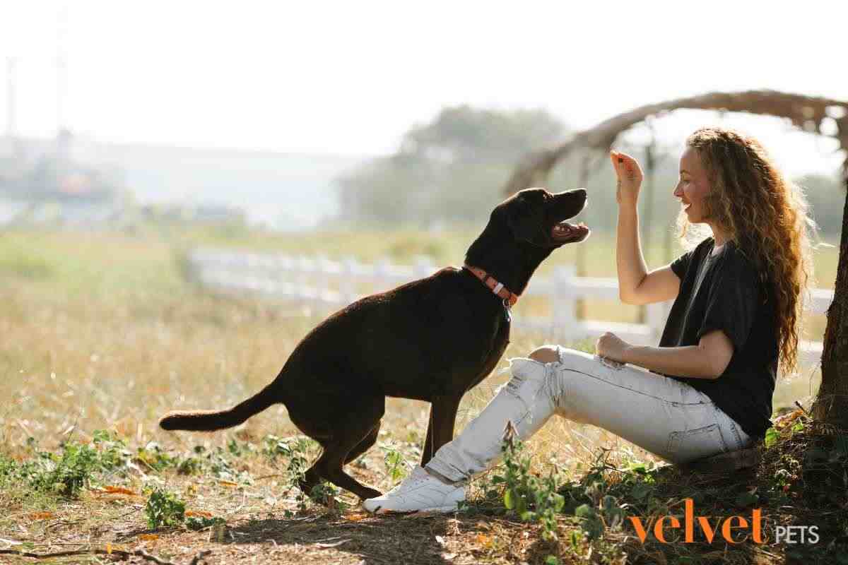 Cane che prende il premio dalle mani della donna