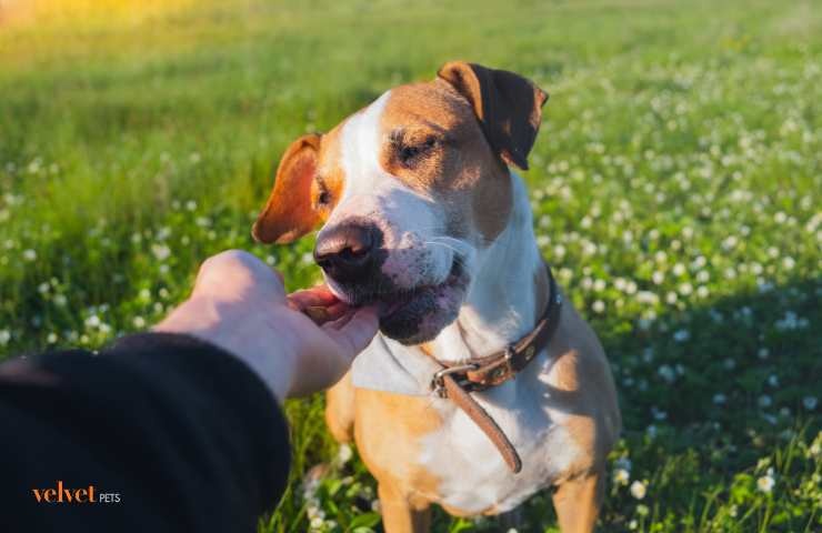 Premiare il cane con il bocconcino