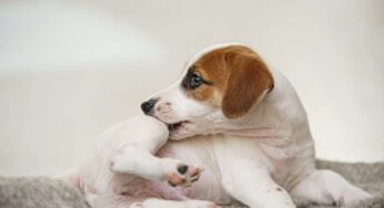 Pulci nel cane: tutti i rimedi per eliminarle ed evitare conseguenze gravi nell’animale