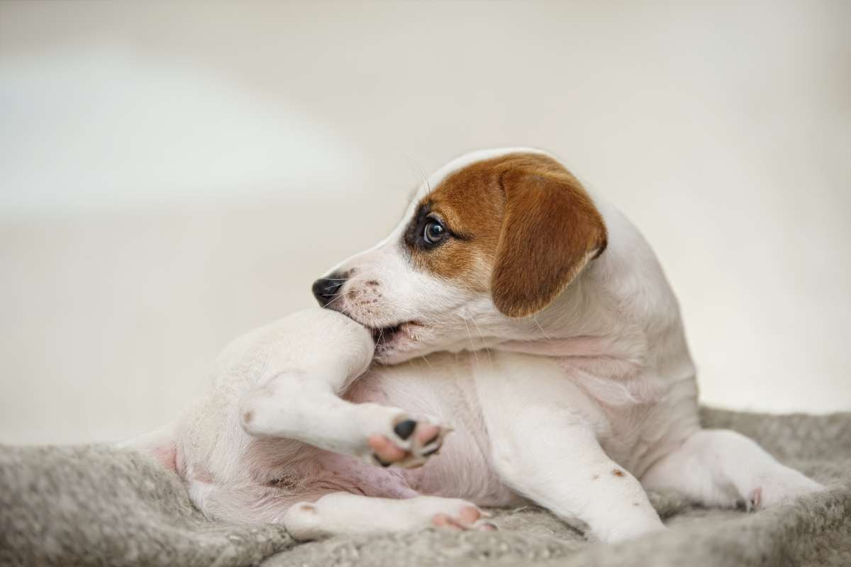 cane si gratta per le pulci