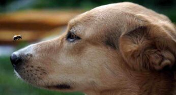 Cosa succede se il cane viene punto da un’ape: il metodo da conoscere per curarlo nell’immediato ed in maniera efficiente