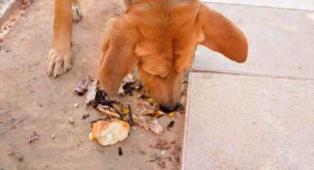 Come evitare che il cane raccolga tutto da terra? I consigli degli educatori cinofili