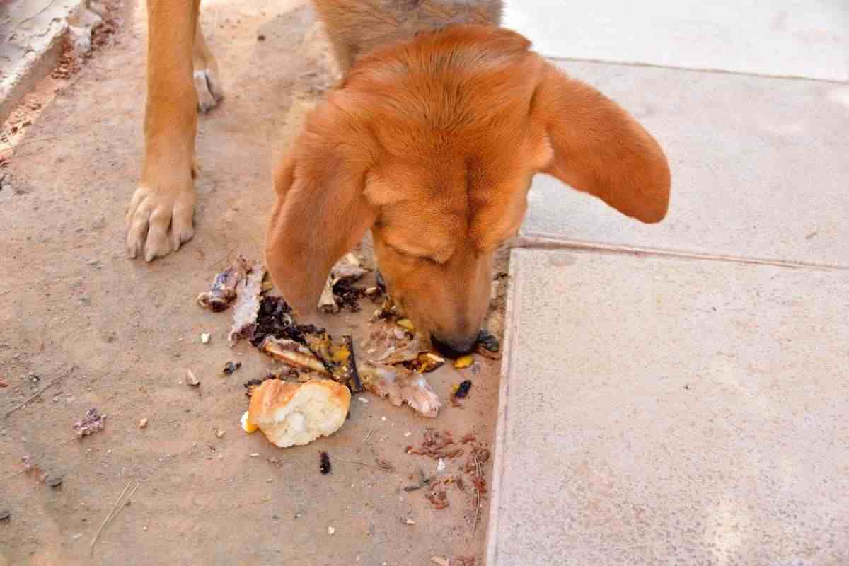 cane fruga tra la spazzatura