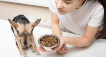 Perché il cane non mangia più i soliti croccantini: quali sono gli errori commessi dal padrone