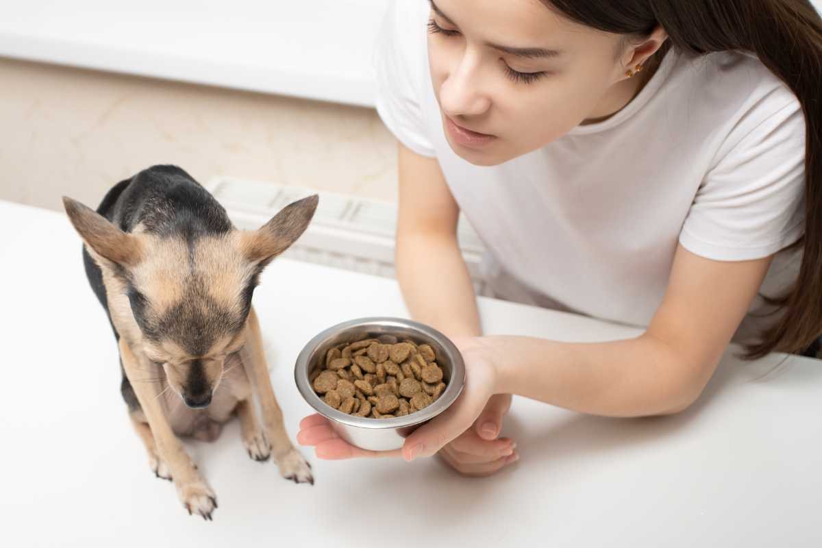 cane non vuole più le crocchette