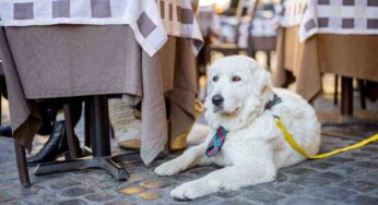 Come insegnare al cane a non dar fastidio mentre si è a tavola in pochi passaggi: andare al ristorante non sarà più un’impresa