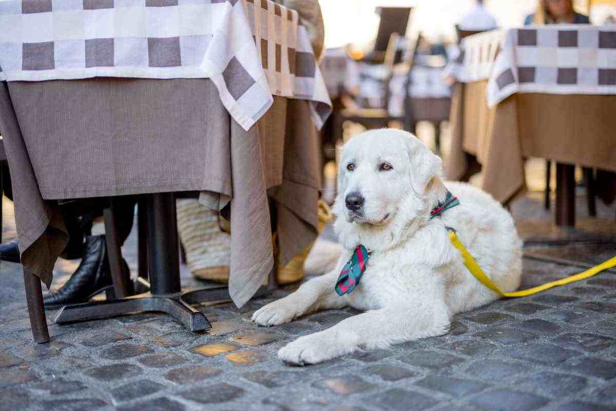 cane che resta fermo vicino al tavolo del ristorante