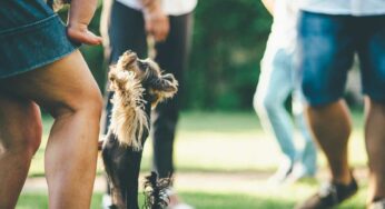 Il cane tende a saltare addosso alle persone? I consigli per farlo smettere in breve tempo
