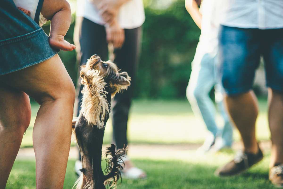 cagnolino prova a richiamare l'attenzione