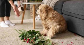 I cani non fanno dispetti, stanno solo comunicando: ecco come interpretare ogni messaggio