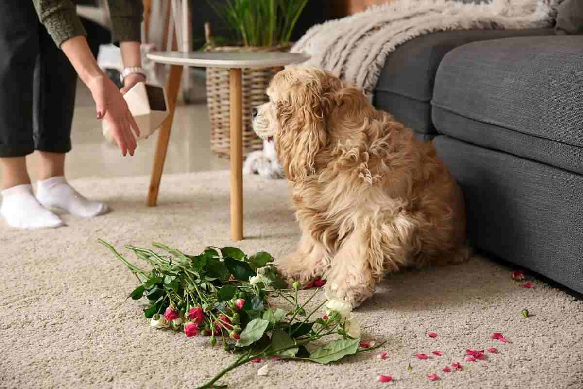 cane che combina disastri in casa