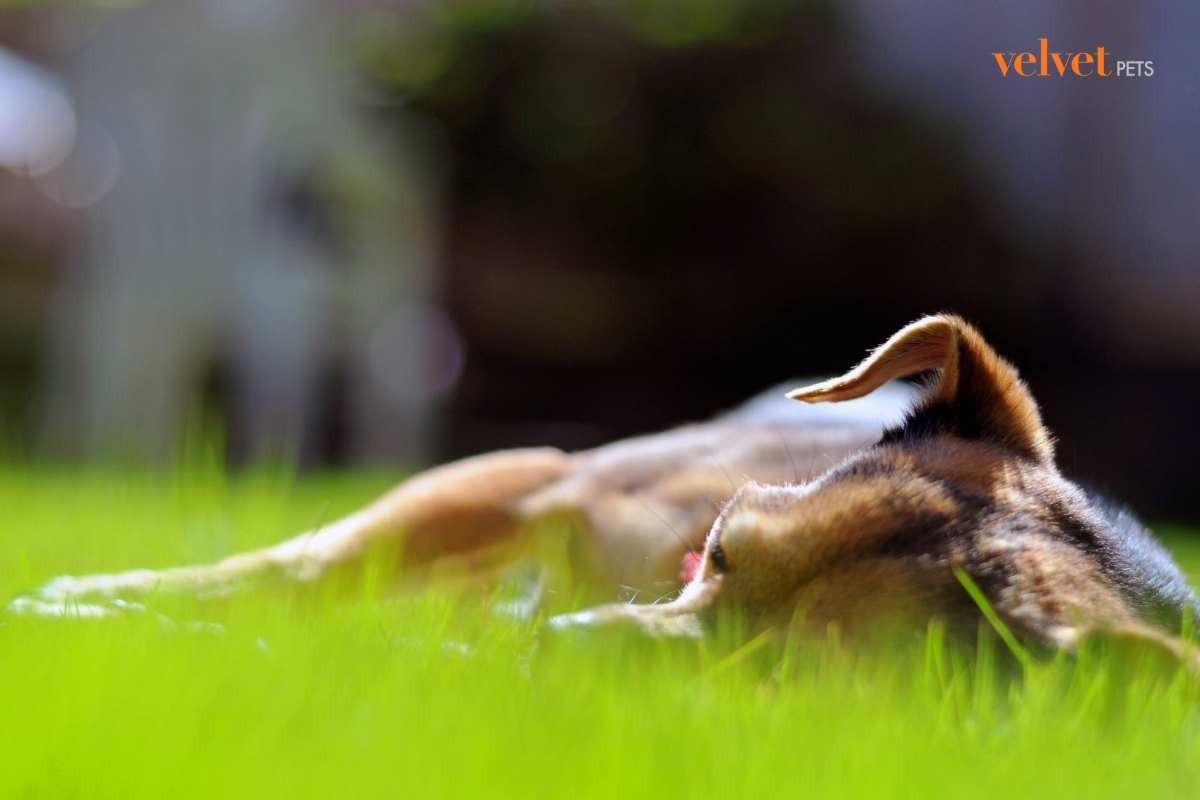 cane steso a terra sul prato