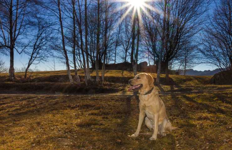 cane che riposa all'ombra