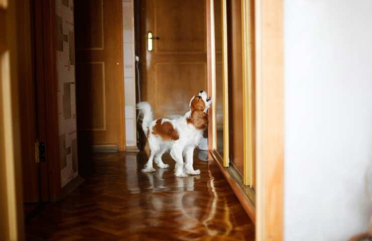 cane solo in casa che abbaia