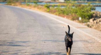 Cosa fare quando il cane scappa di casa: c’è un serio pericolo da prendere in considerazione, vero e proprio incubo per i proprietari