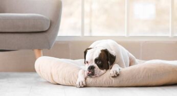 Ansia da separazione nel cane: come riconoscerla e come aiutare l’animale a superarla