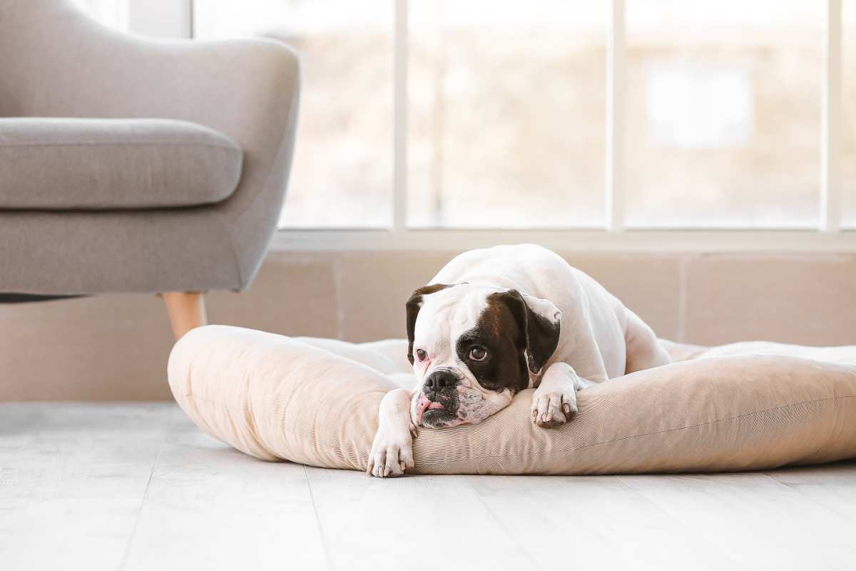 cane lasciato solo in casa