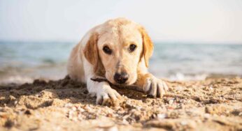 Al mare con il cane, tutti gli accorgimenti necessari prima di partire: a cosa bisogna stare molto attenti