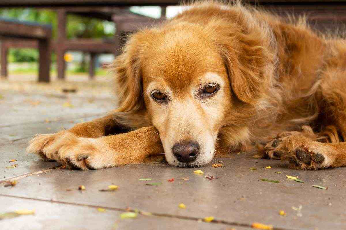 cane molto triste sdraiato sul pavimento