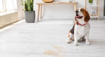 Il cane beve molto ed urina più del solito: cosa si nasconde dietro questi sintomi e quando allarmarsi