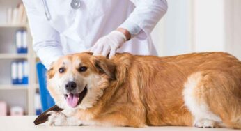 Sterilizzazione del cane: quali sono tutti i vantaggi (impensabili) per cui conviene farla