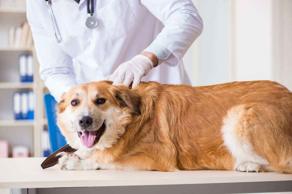 cane visitato dal veterinario