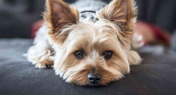 Le razze di cani adatte alle persone che lavorano e stanno tutto il giorno fuori casa