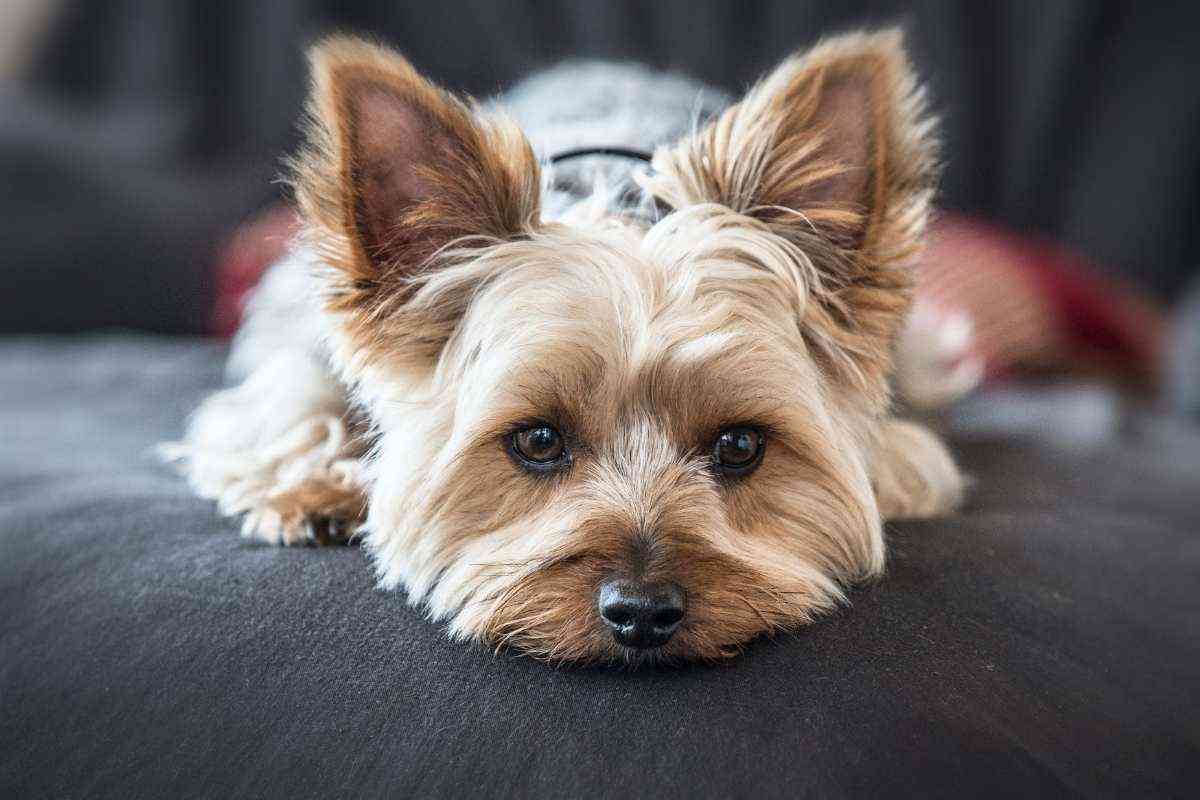 cagnolino yorkshire terrier sul divano