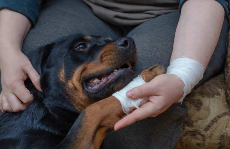 cane con vistosa fasciatura alla zampa