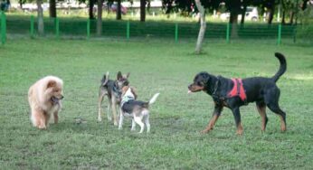 Cosa fare e quanti soldi occorrono per avviare un allevamento di cani: tutto quello che c’è da sapere