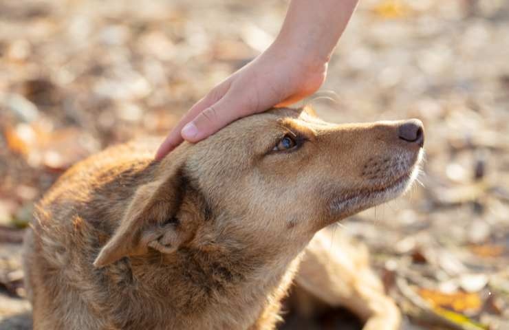 cane accarezzato sulla testa