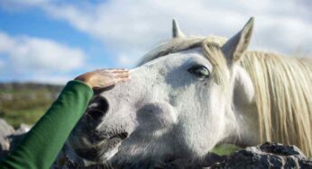 Cosa fare se il cavallo morde: non è affatto scontato, la reazione giusta per il proprietario è questa