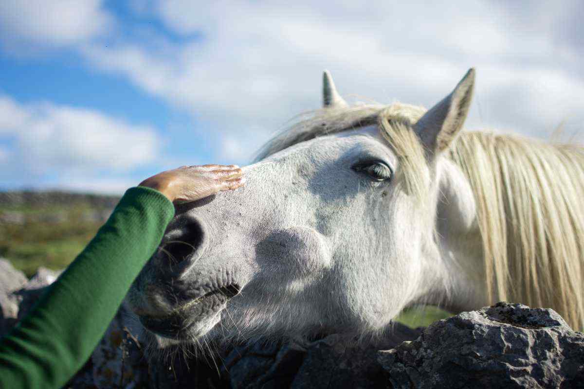 accarezzare il cavallo sul muso
